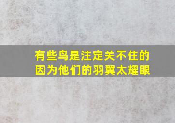 有些鸟是注定关不住的 因为他们的羽翼太耀眼